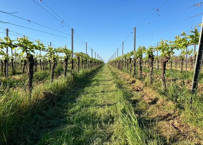 Hotel Amelie No 3 & Schweigen-Rechtenbach